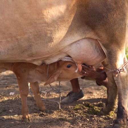 Costa Rica,Calf feedingの写真素材