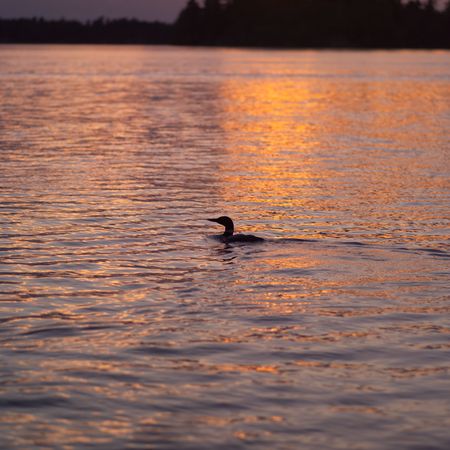 Lake of the Woods Ontario Canada,Duck in lake at sunsetの写真素材