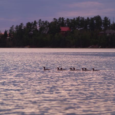 Lake of the Woods Ontario Canada,Flock of ducks on lake at sunsetの写真素材
