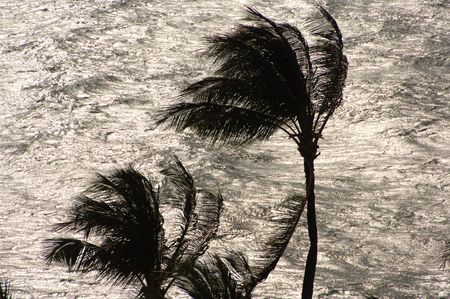  Lifestyle Maui,Palm treesの写真素材