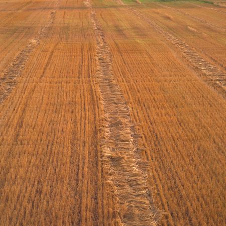 Canadian Prairies,Wheat Fieldの写真素材