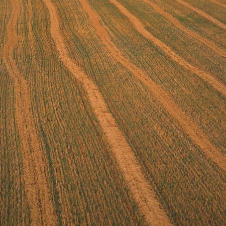 Canadian Prairies,Wheat Fieldの写真素材