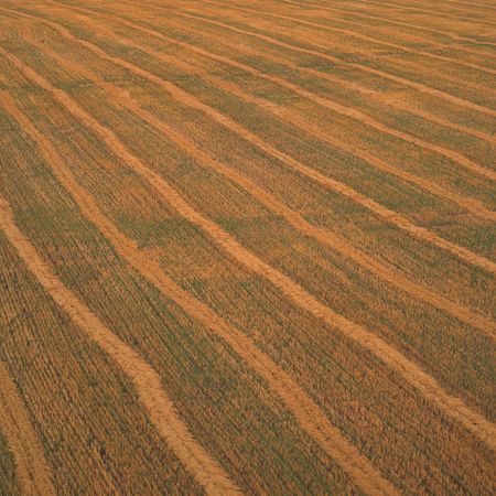Canadian Prairies,Wheat Fieldの写真素材