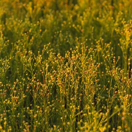 Canadian Prairies,Crop in prairie fieldの写真素材