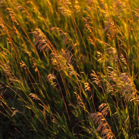 Canadian Prairies,Crop in prairie field