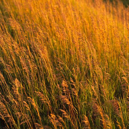 Canadian Prairies,Crop in prairie fieldの写真素材