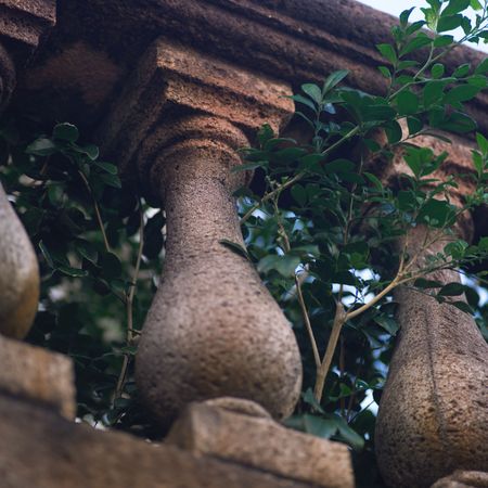 Parrot Cay,Spindle の写真素材