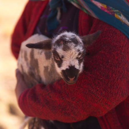 Cusco Peru, Person holding a  lambの写真素材