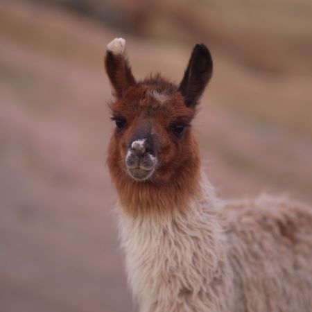 Cusco Peru, Lama in Peruの写真素材