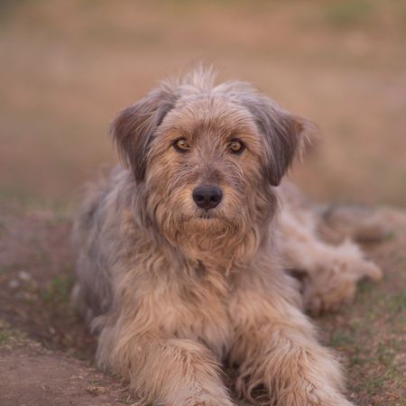 Cusco Peru, Dog in Peru