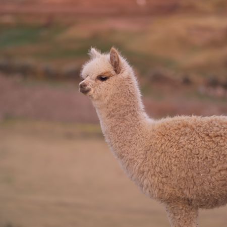 Cusco Peru, Lama in Peruの写真素材
