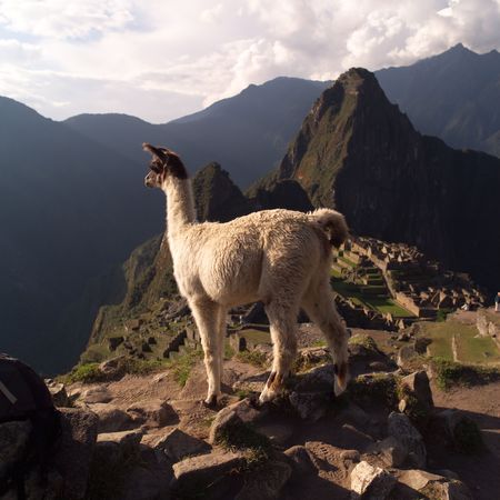 Peru - Machu Picchu, Lamas in Peruの写真素材
