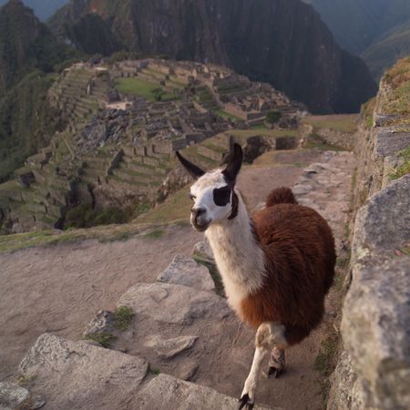 Peru - Machu Picchu, lama
