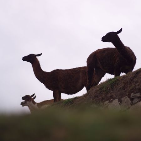Peru - Machu Picchu, lamaの写真素材