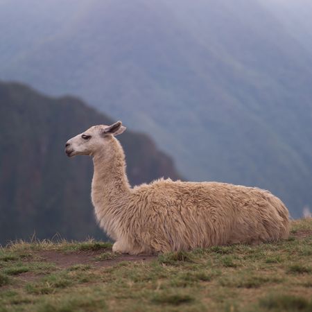 Peru - Machu Picchu, lamaの写真素材
