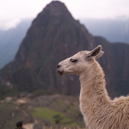 Peru - Machu Picchu, lamaの写真素材