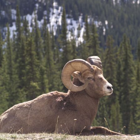 Jasper Alberta, Mountain Sheep in Rocky Mountainsの写真素材