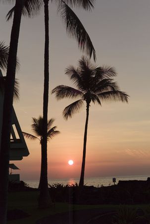 Silhouette of palm trees at sunsetの写真素材