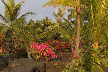 Palm trees, rocks, and flowers