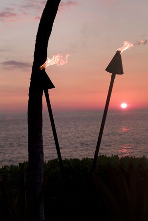 Palm tree at sunsetの写真素材