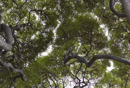 Worm's eye view of trees
