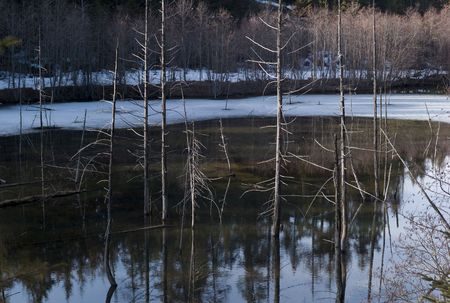 Lake and forestの写真素材