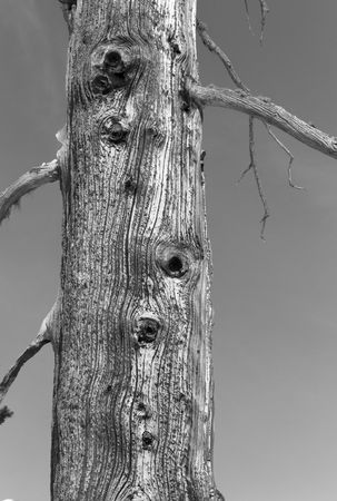 Tree trunkの写真素材