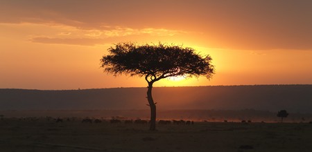 Tree at sunset in Kenya Africaの写真素材