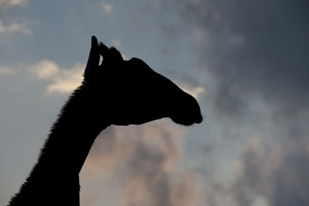 Giraffe in silhouette の写真素材