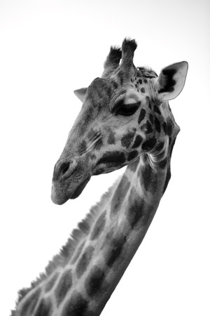Giraffe in Kenyaの写真素材