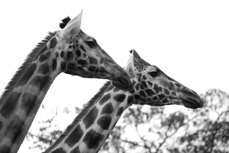 Giraffes in Kenyaの写真素材