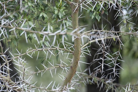 Elephants in Kenyaの写真素材
