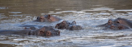 Hippopotamaus wildlife in Kenya