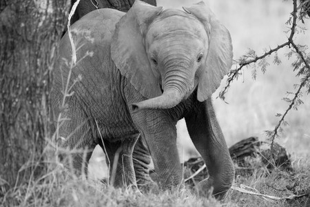 Elephants in Kenyaの写真素材