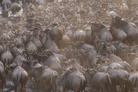 Herd of wildebeests in Kenyaの写真素材