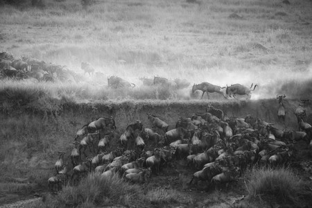 Herd of wildebeests in Kenyaの写真素材