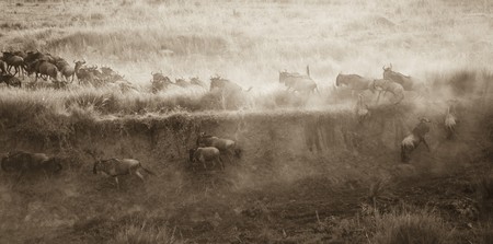 Herd of wildebeests in Kenyaの写真素材