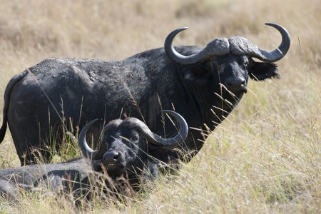 Water buffalo wildlife in Kenyaの写真素材