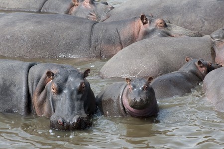 Hippo wildlife in Kenyaの写真素材