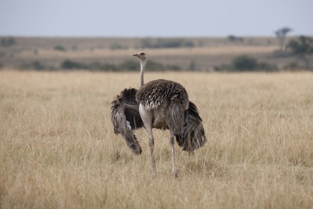 Ostrich wildlife in Kenyaの写真素材