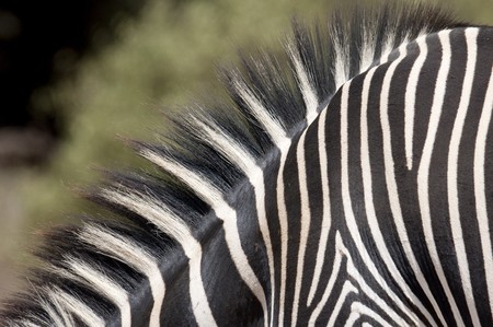 Close-up of zebra's stripesの写真素材