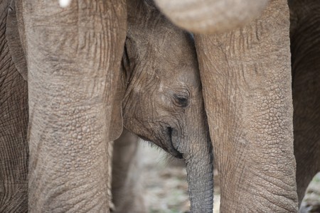 Elephant wildlife in Kenyaの写真素材