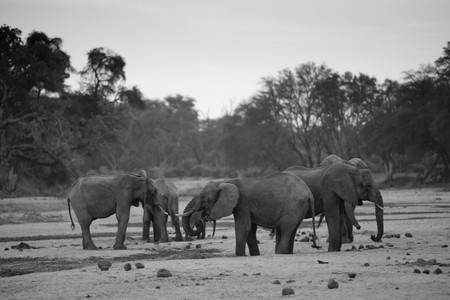 Elephant wildlife in Kenyaの写真素材