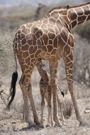 Giraffe wildlife in Kenyaの写真素材