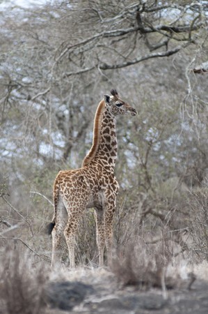 Giraffe wildlife in Kenyaの写真素材
