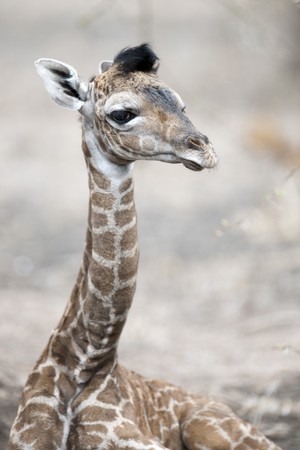 Giraffe wildlife in Kenyaの写真素材