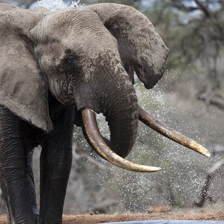 Elephant wildlife in Kenyaの写真素材