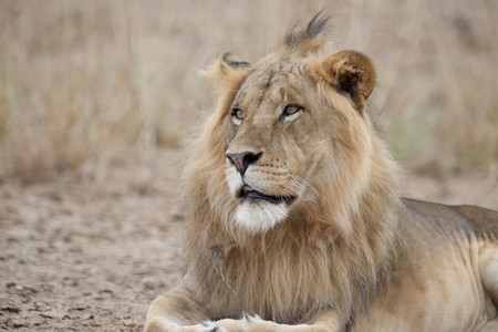 Lion wildlife in Kenyaの写真素材