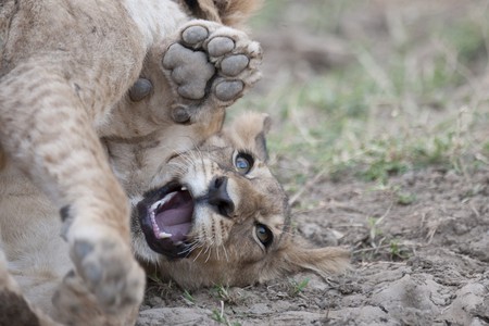 Lion Cub in Kenya Africaの写真素材