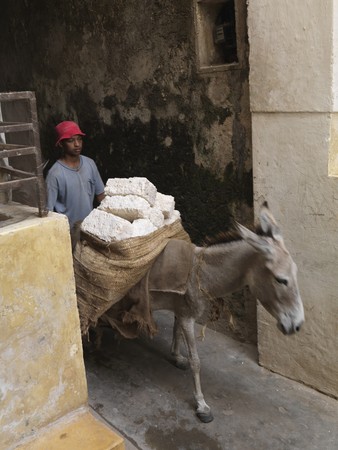 Donkey walking through Lamu Town, Africaのeditorial素材